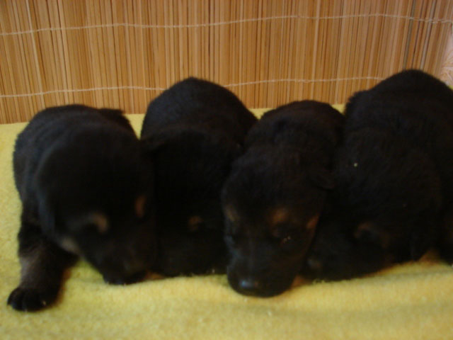 Original image from the archived German Shepherd Puppies - Zen z Jirkova dvora x WIKI od Roubenky record