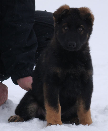 Original image from the archived CHARI z Esagilu x PALOMA od Roubenky litter record