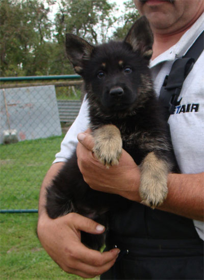 Original image from the archived BADY ze Svobodneho dvora x Keisa z Morisvillu litter record