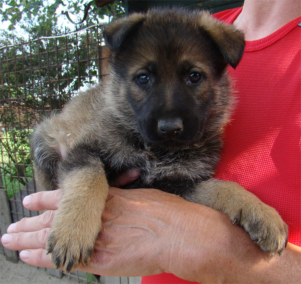 Original image from the archived CARLY Policia Slovakia x Lika z Jirkova dvora litter record