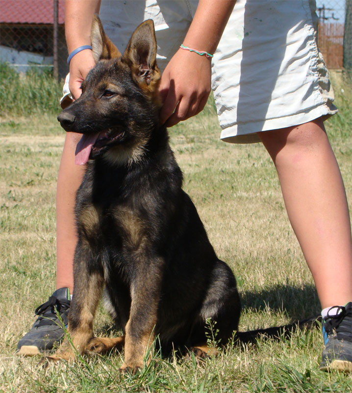 Original image from the archived German Shepherd Puppies - GASPER record