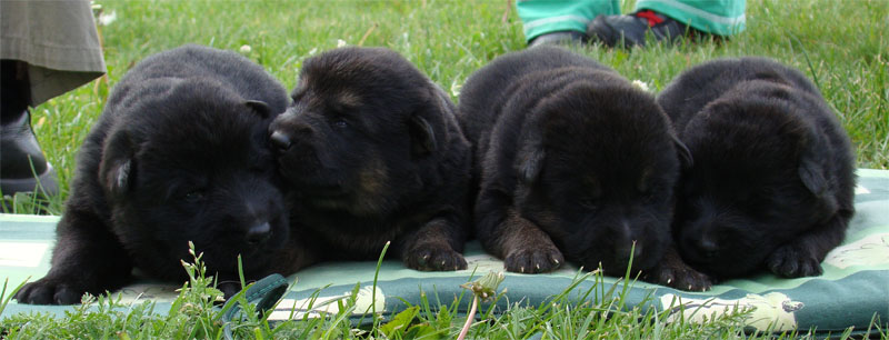 Original image from the archived German Shepherd Puppies -Zen z Jirkova dvora x Keli z Jirkova dvora record