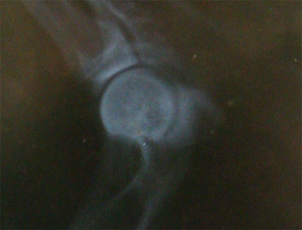 Original image from the archived ARINA record