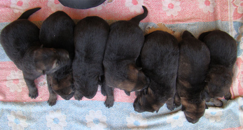 Original image from the archived German Shepherd Puppies -Pardal z Jirkova dvora x CITA z Valskeho udoli record