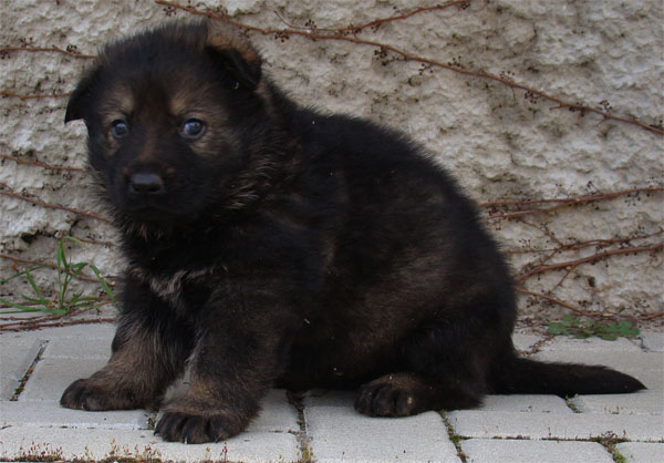 Original image from the archived URF z Jirkova dvora x DALI z Jirkova dvora litter record