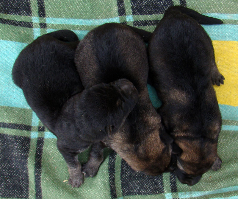 Original image from the archived German Shepherd Puppies - Zen z Jirkova dvora x NISSA z Jirkova dvora August 2011 record