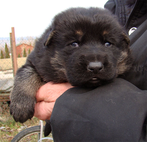 Original image from the archived Zen z Jirkova dvora x NISSA z Jirkova dvora litter record