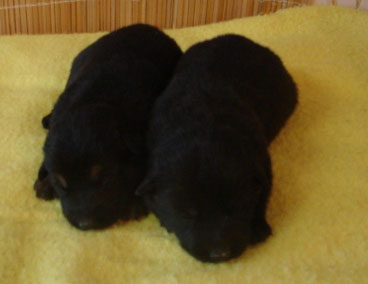 Original image from the archived German Shepherd Puppies - Zen z Jirkova dvora x WIKI od Roubenky record