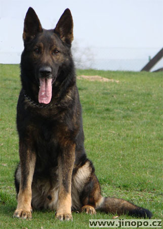 Original image from the archived Carly Policia-Slovakia record