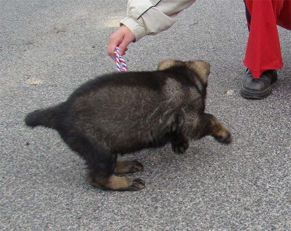 Original image from the archived BADY ze Svobodneho dvora x BRITA Neresnicka Dolina record