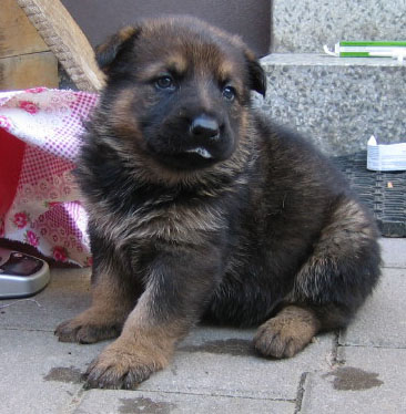 Original image from the archived Zen z Jirkova dvora x Cindy z Jirkova dvora litter record