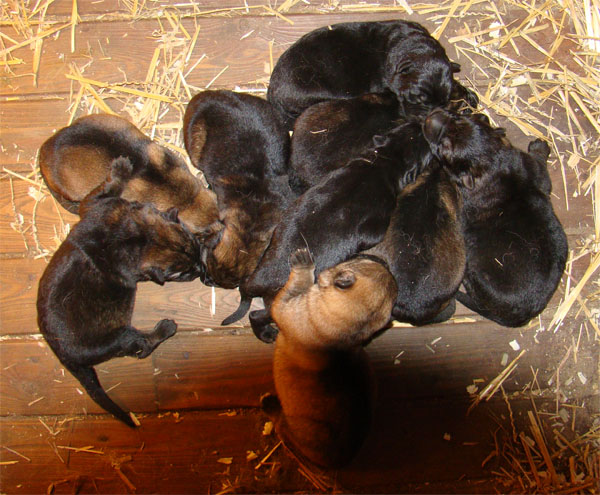Original image from the archived CHARIK Galan Nalag x HANACH Jipo Me litter record