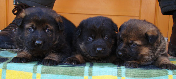 Original image from the archived Zen z Jirkova dvora x SHEILA Jipo Me litter record