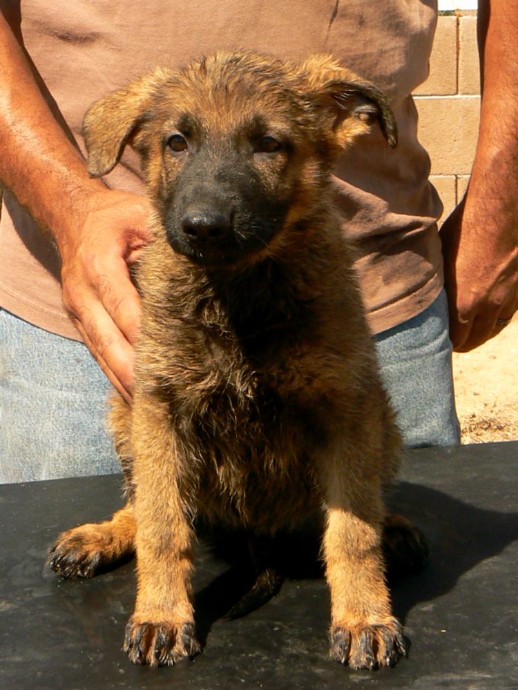 Original image from the archived German Shepherd Puppies -Chulo z Jirkova dvora x Adela vom Ron record