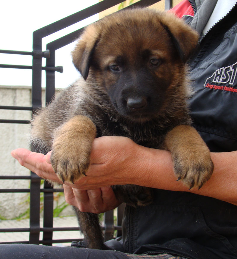 Original image from the archived Kery Kamos Durabo x MASA Jipo Me litter record