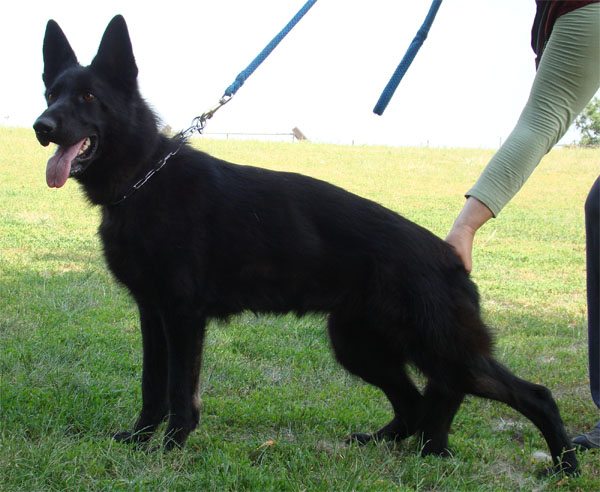Original image from the archived Alpine K-9 Sold Dogs record