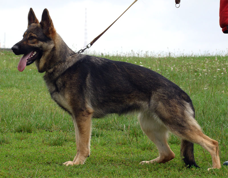 Original image from the archived Alpine K-9 Sold Dogs record