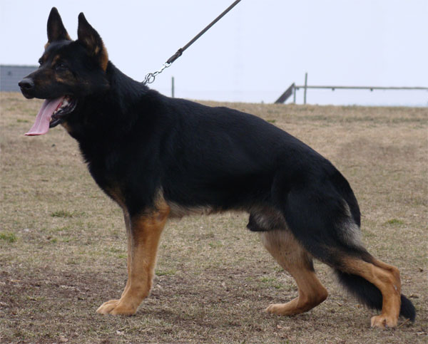 Original image from the archived Alpine K-9 Sold Dogs record