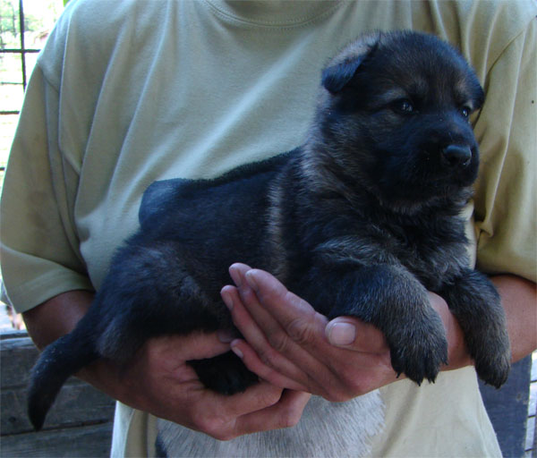Original image from the archived CARLY Policia Slovakia x FIBI Policia Slovakia litter record