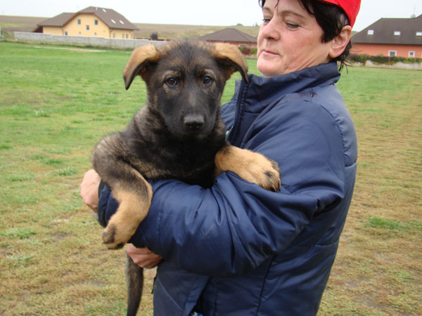 Original image from the archived JAGO Jipo Me x GAMA z Jirkova dvora litter record