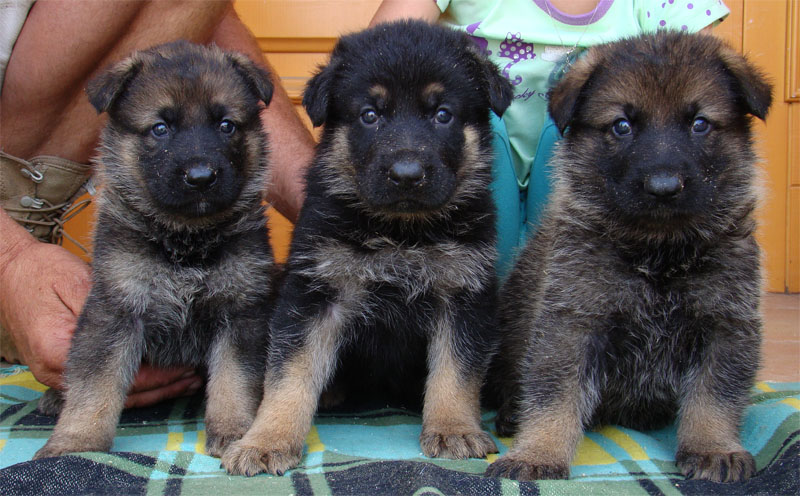 Original image from the archived German Shepherd Puppies - Zen z Jirkova dvora x NISSA z Jirkova dvora August 2011 record