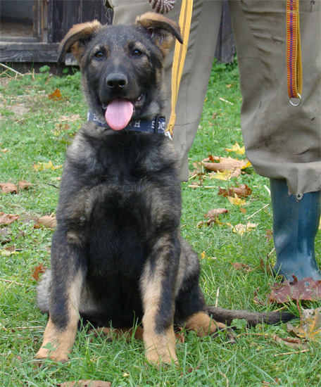 Original image from the archived JAGO Jipo Me x GAMA z Jirkova dvora litter record