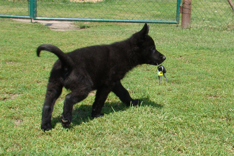 Original image from the archived SHARON Favory Cross x Kaja Jipo Me litter record