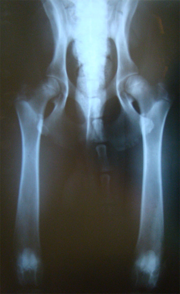 Original image from the archived no pedigree record
