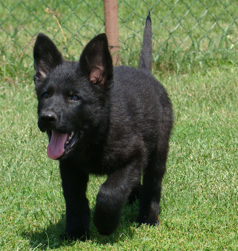Original image from the archived SHARON Favory Cross x Kaja Jipo Me litter record