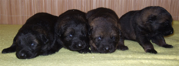 Original image from the archived CHARI z Esagilu x PALOMA od Roubenky litter record