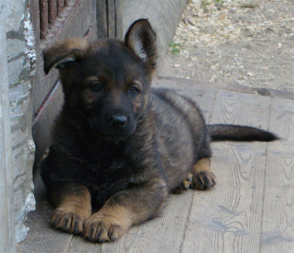 Original image from the archived CHARI z Esagilu x HANACH Jipo Me litter record