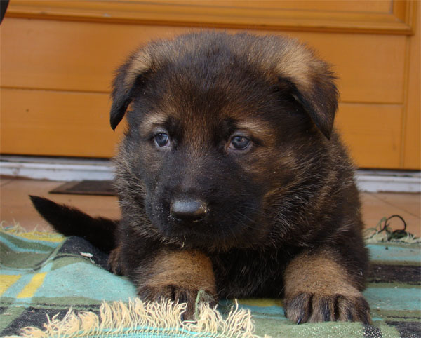 Original image from the archived Zen z Jirkova dvora x SHEILA Jipo Me litter record
