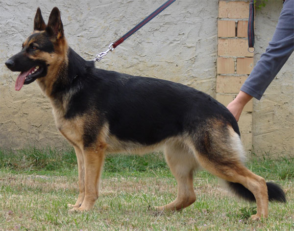 Original image from the archived German Shepherd Puppies -Zen z Jirkova dvora x Keli z Jirkova dvora record
