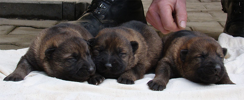Original image from the archived SHARON Favory Cross x Gina Jipo Me litter record
