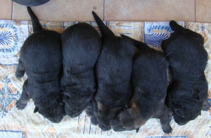 Original image from the archived Kery Kamos Durabo x MANKA z Jirkova dvora litter record