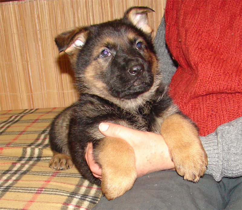 Original image from the archived German Shepherd Puppies - Zen z Jirkova dvora x USSY OD ROUBENKY record