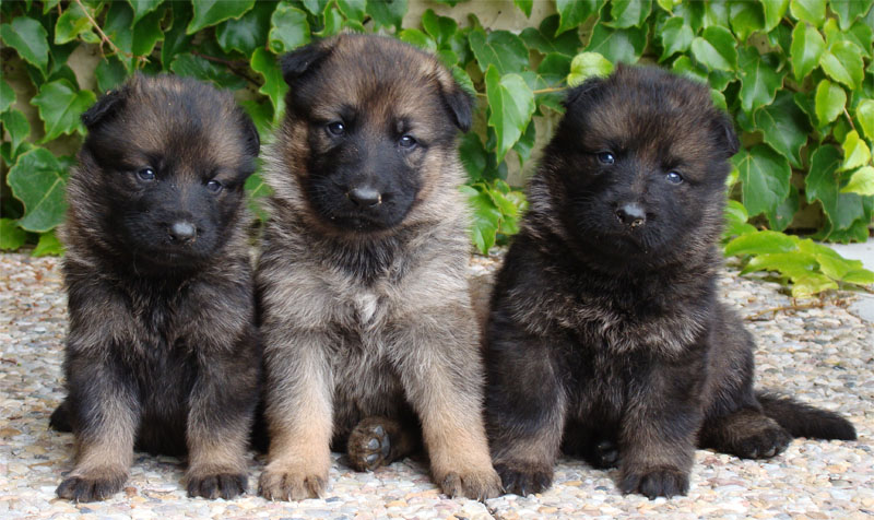 Original image from the archived DASK z Jirkova dvora x CHITA z Jirkova dvora litter record