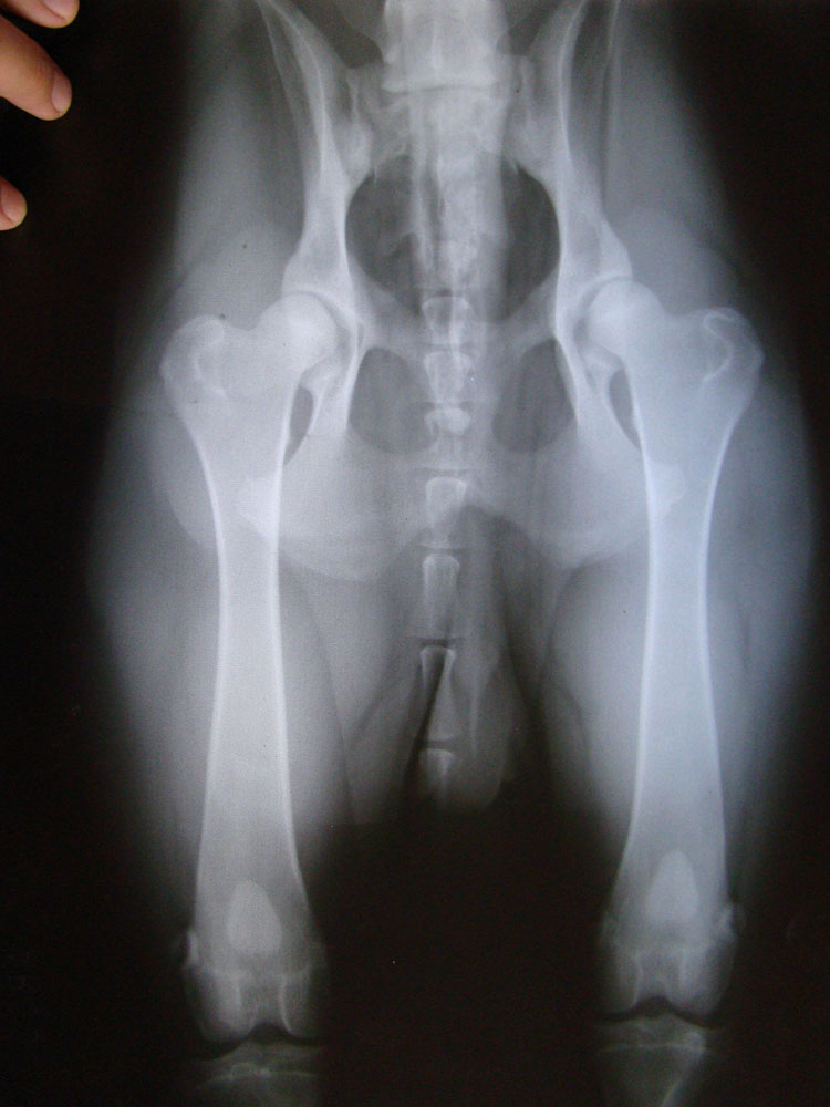 Original image from the archived no pedigree record