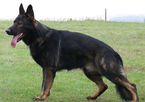 Original image from the archived Arno z Petrova x Yuca z Jirkova dvora litter record