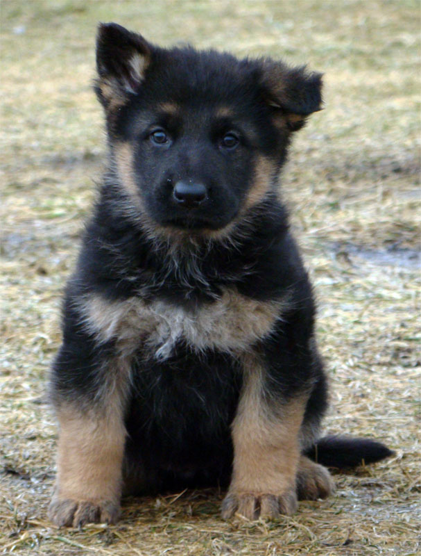 Original image from the archived German Shepherd Puppies - Zen z Jirkova dvora x CARRY Sandau Bohemia record