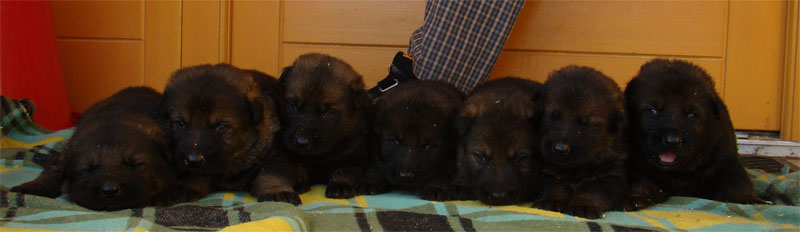 Original image from the archived Kery Kamos Durabo x MASA Jipo Me litter record