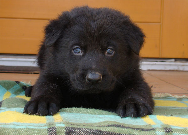 Original image from the archived Zen z Jirkova dvora x SHEILA Jipo Me litter record