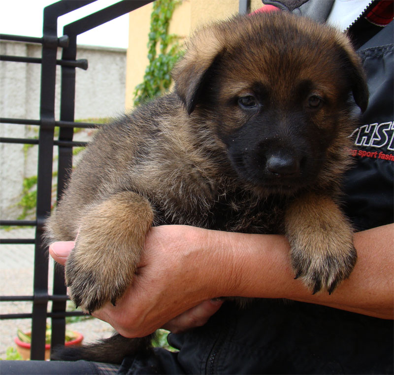 Original image from the archived Kery Kamos Durabo x MASA Jipo Me litter record