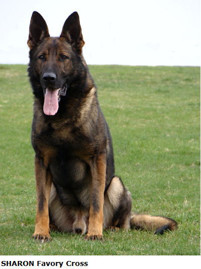 Original image from the archived SHARON Favory Cross x Gina Jipo Me litter record
