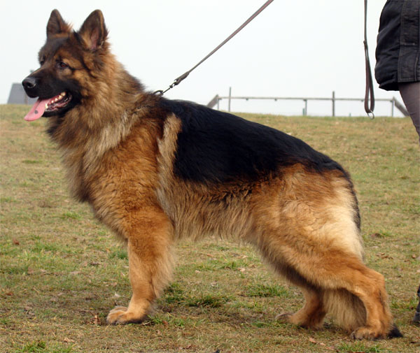 Original image from the archived Alpine K-9 Sold Dogs record