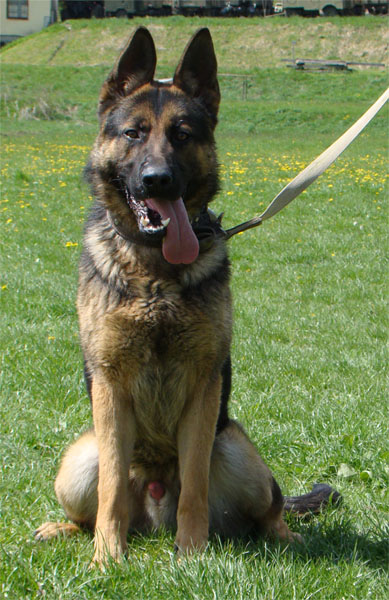 Original image from the archived no pedigree record