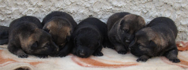 Original image from the archived CARLY Policia Slovakia x FIBI Policia Slovakia litter record