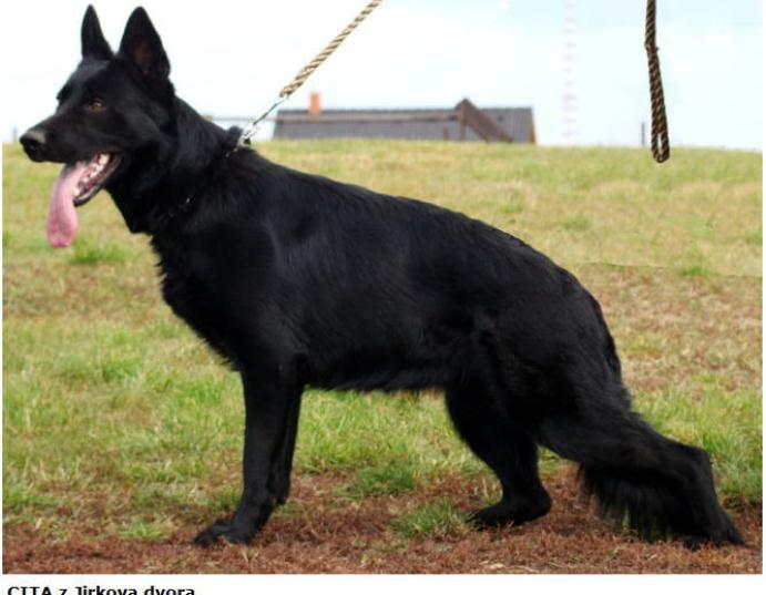 Original image from the archived SHARON Favory Cross x Cita z Valskeho udoli litter record