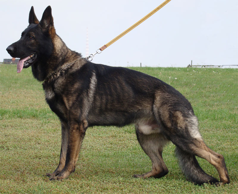 Original image from the archived Asok Jipo Me x Ikea Vlci udoli litter record