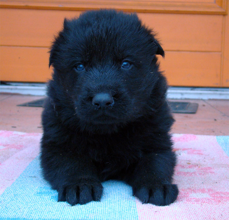 Original image from the archived German Shepherd Puppies -Pardal z Jirkova dvora x KETTY Kamos Durabo record